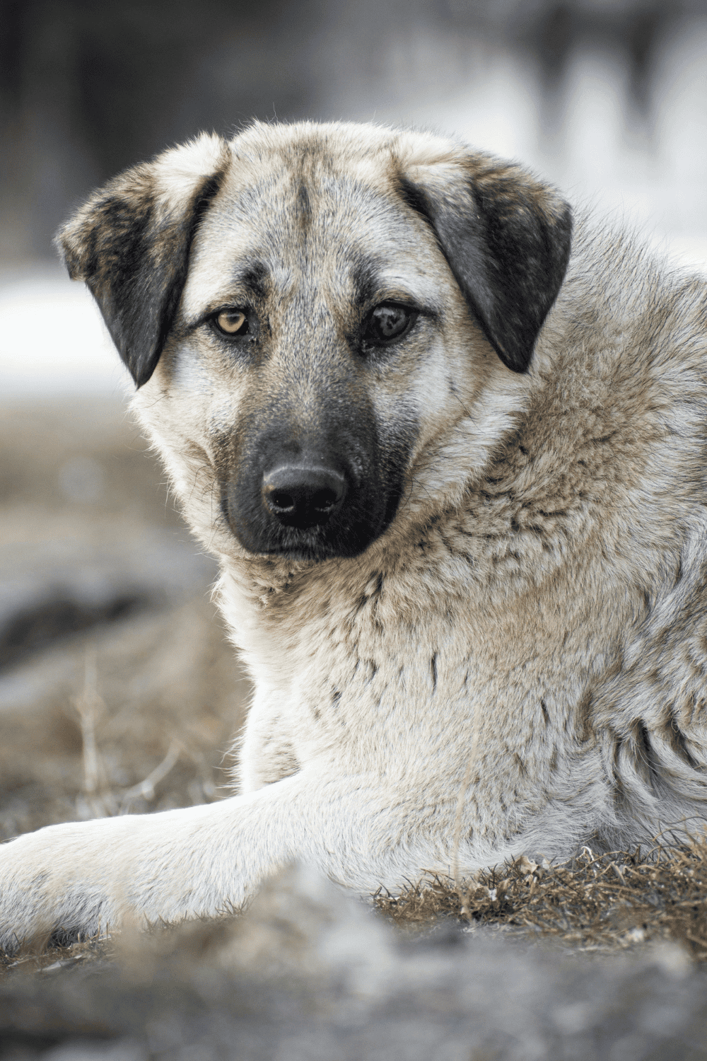 Anatolian shepherd