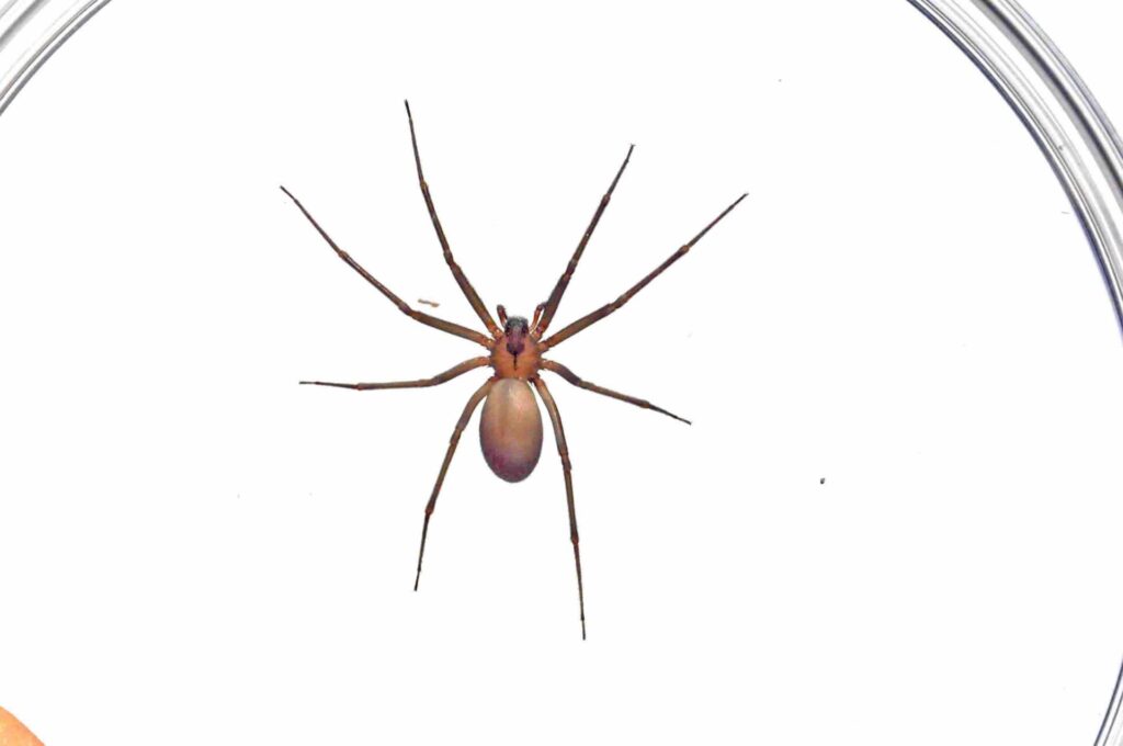 North America'S Common Spiders: Orb Weavers, Brown Recluses, Black Widows, And More 2 Brown recluse spider