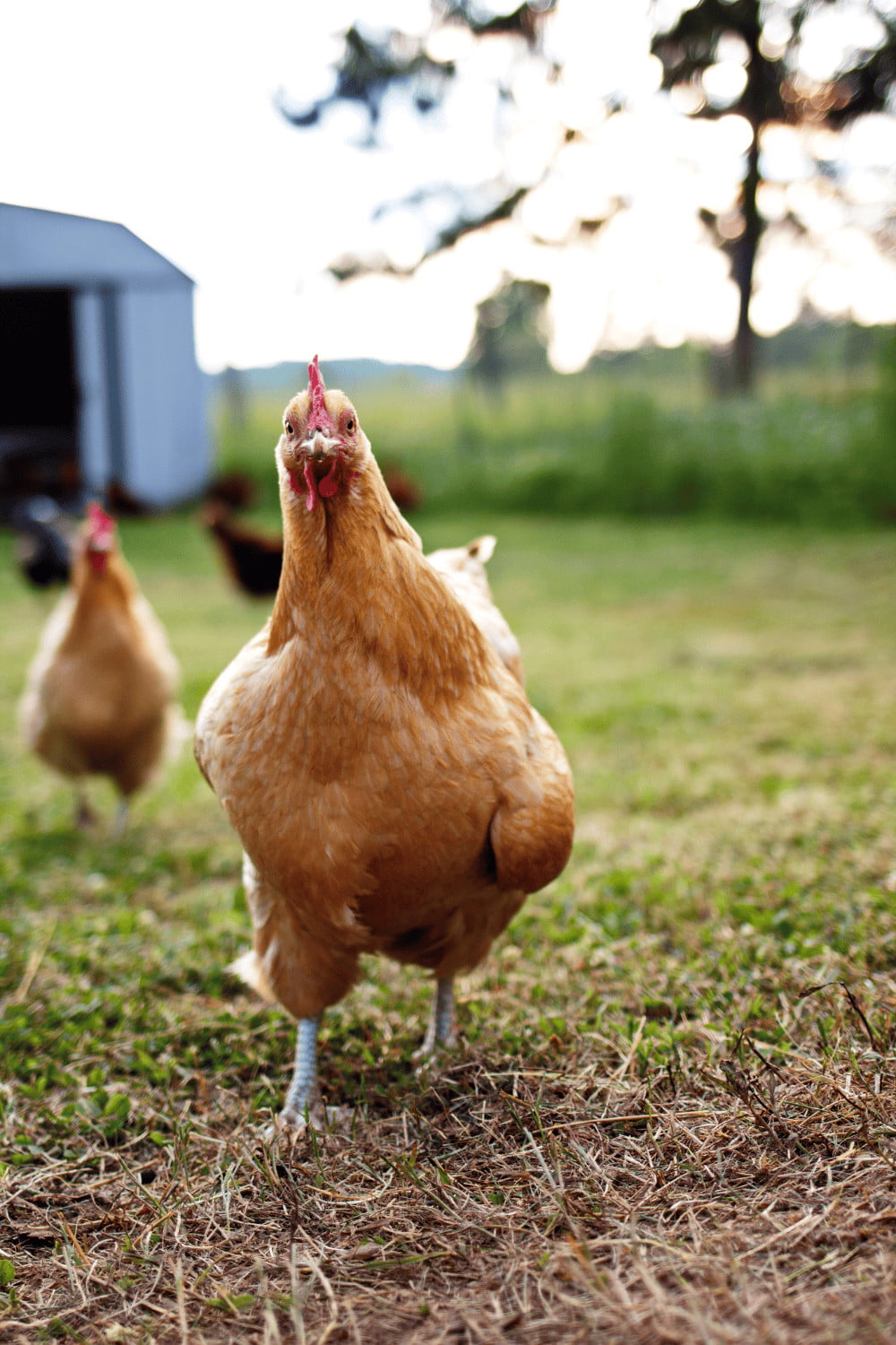 Starting a backyard chicken flock