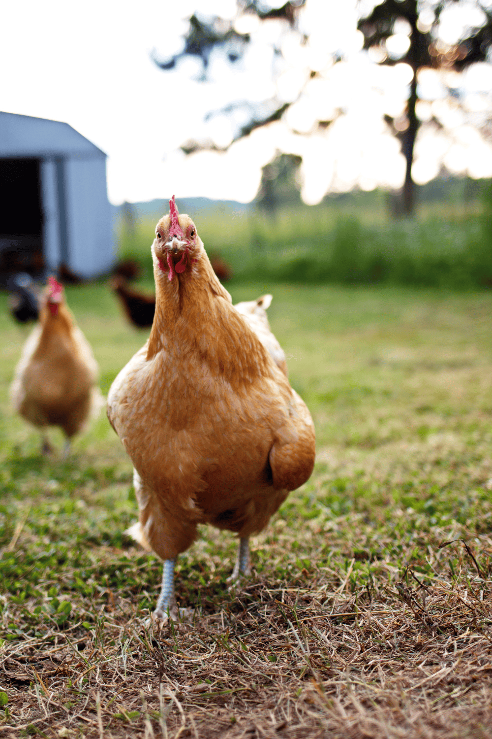 Starting your backyard flock