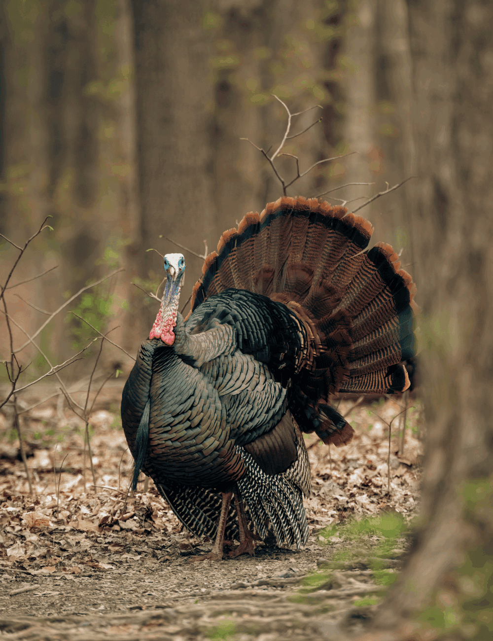 Raising turkeys