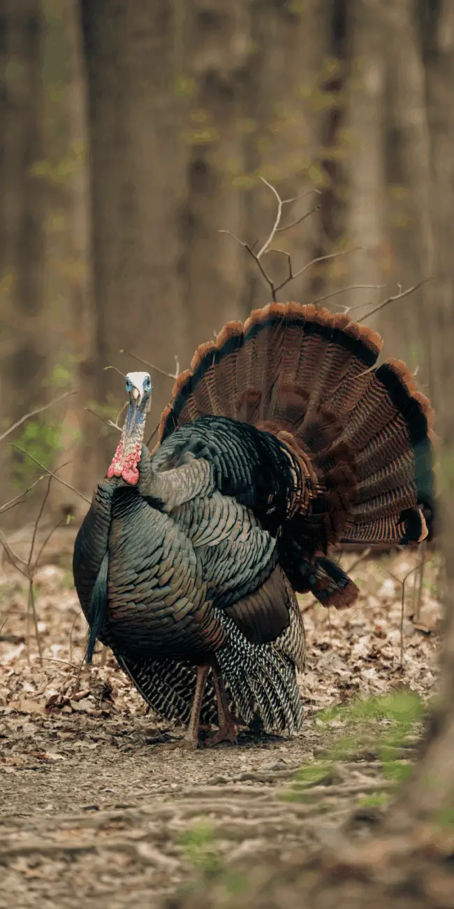 Raising turkeys