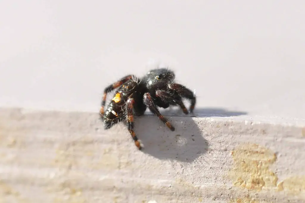 North America'S Common Spiders: Orb Weavers, Brown Recluses, Black Widows, And More 7 Jumping spider in hive
