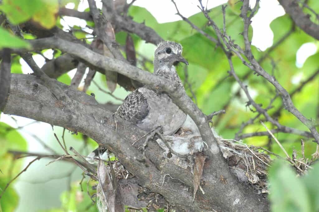 Mourning dove nest, day 14