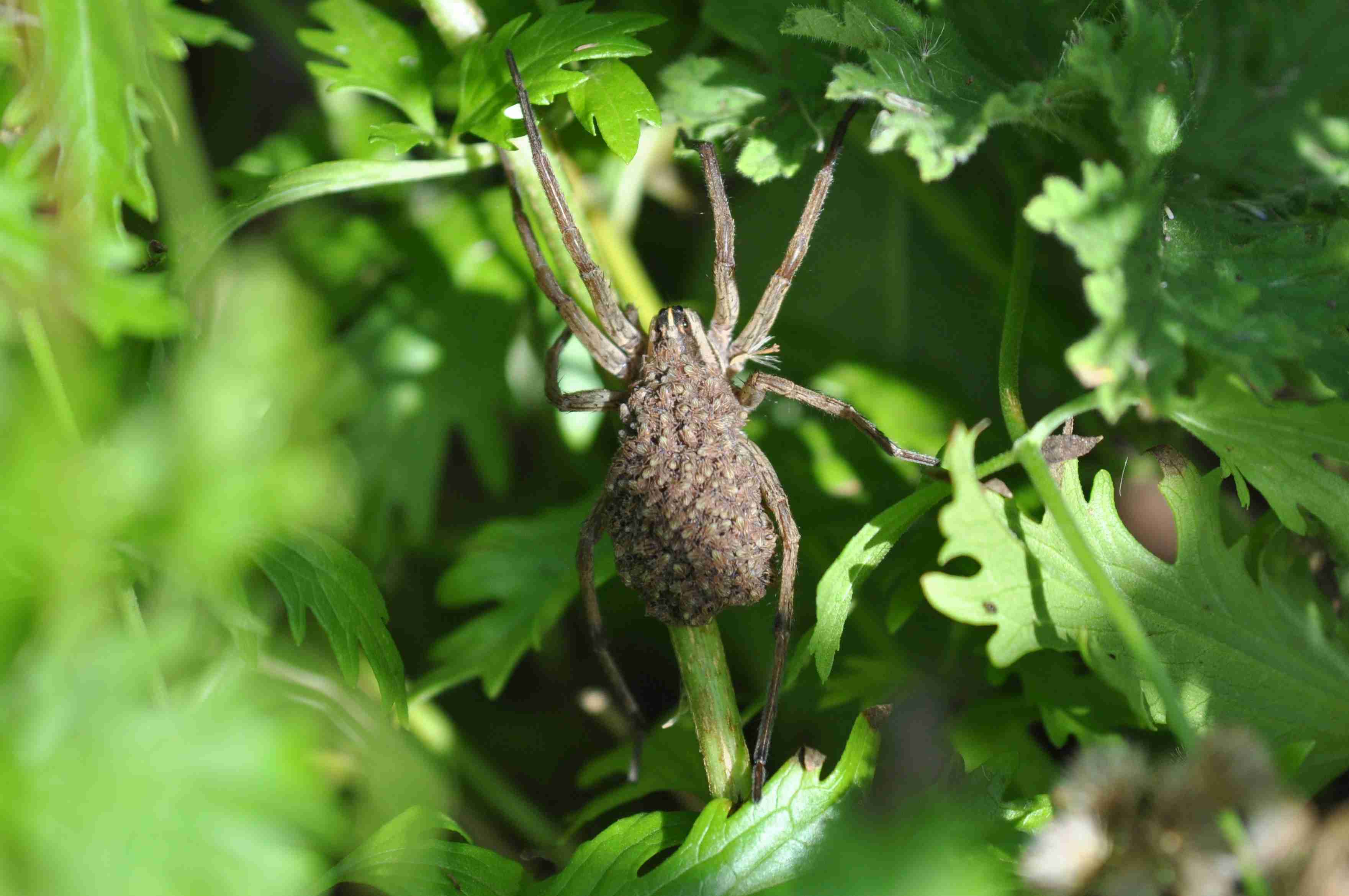 North America'S Common Spiders: Orb Weavers, Brown Recluses, Black Widows, And More 6 Rabid wolf spider with babies