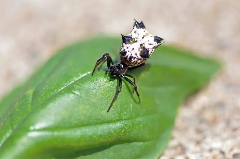 North America'S Common Spiders: Orb Weavers, Brown Recluses, Black Widows, And More 8 Spined micrathena, female