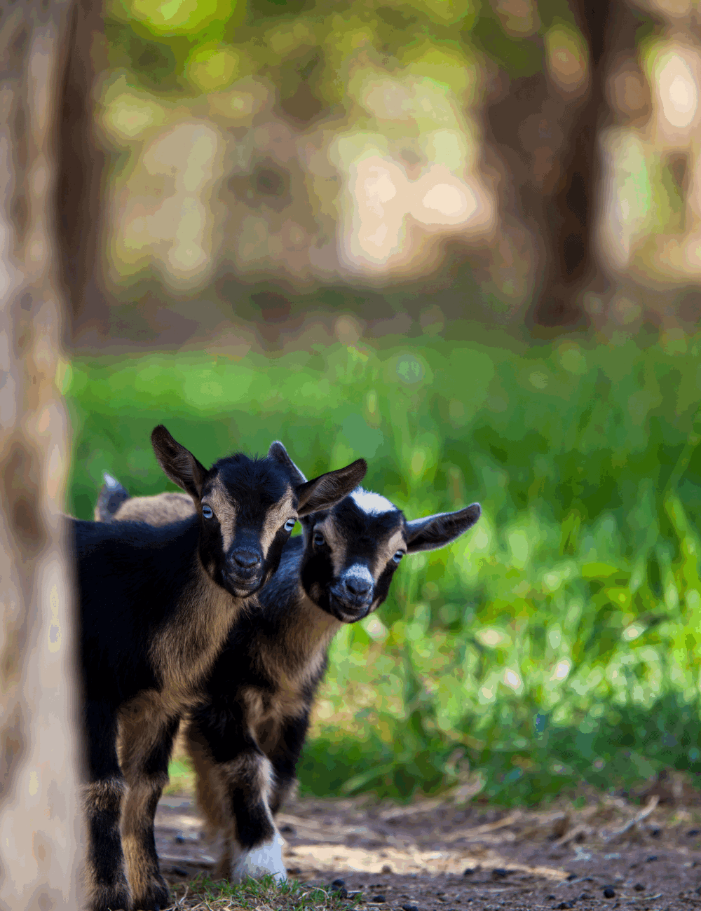 Raising goats