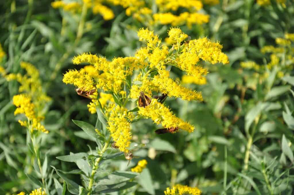 Goldenrod prairie wildflowers