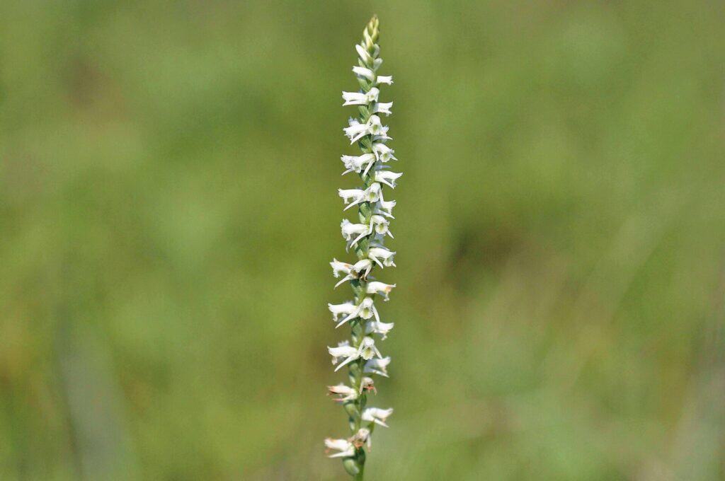 Nodding ladies' tresses prairie wildflowers
