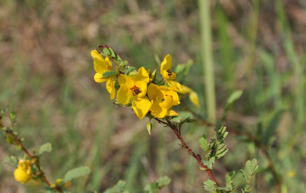 Partridge pea