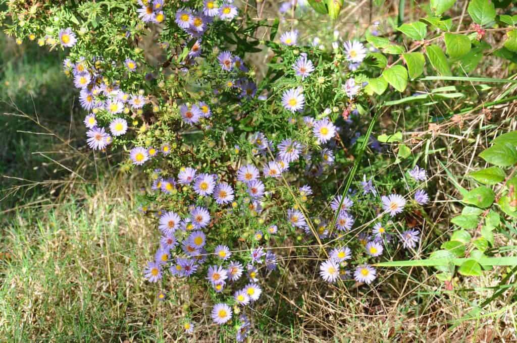 Purple aster
