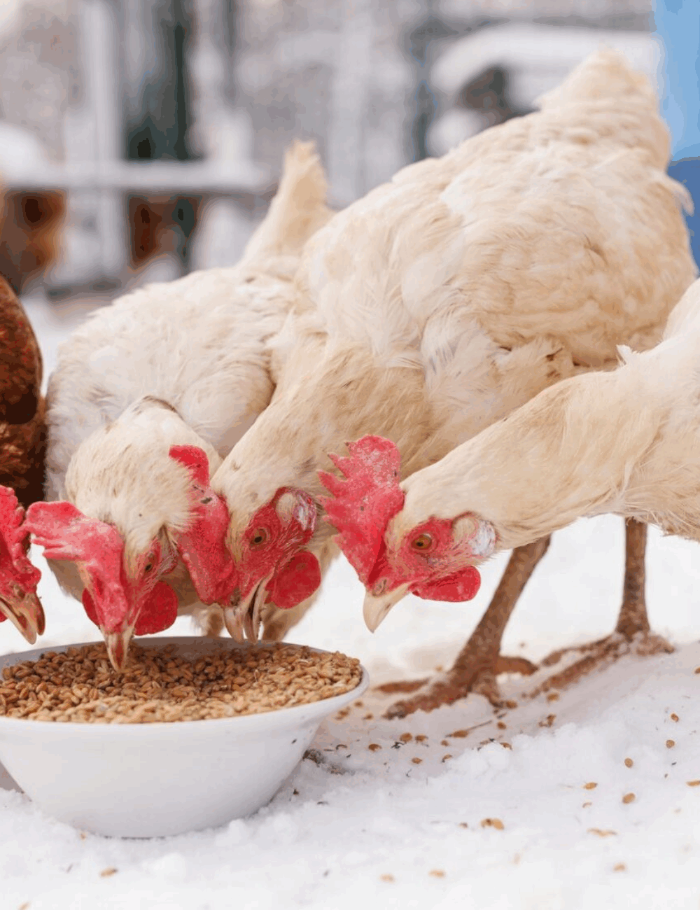 Feeding your flock for winter