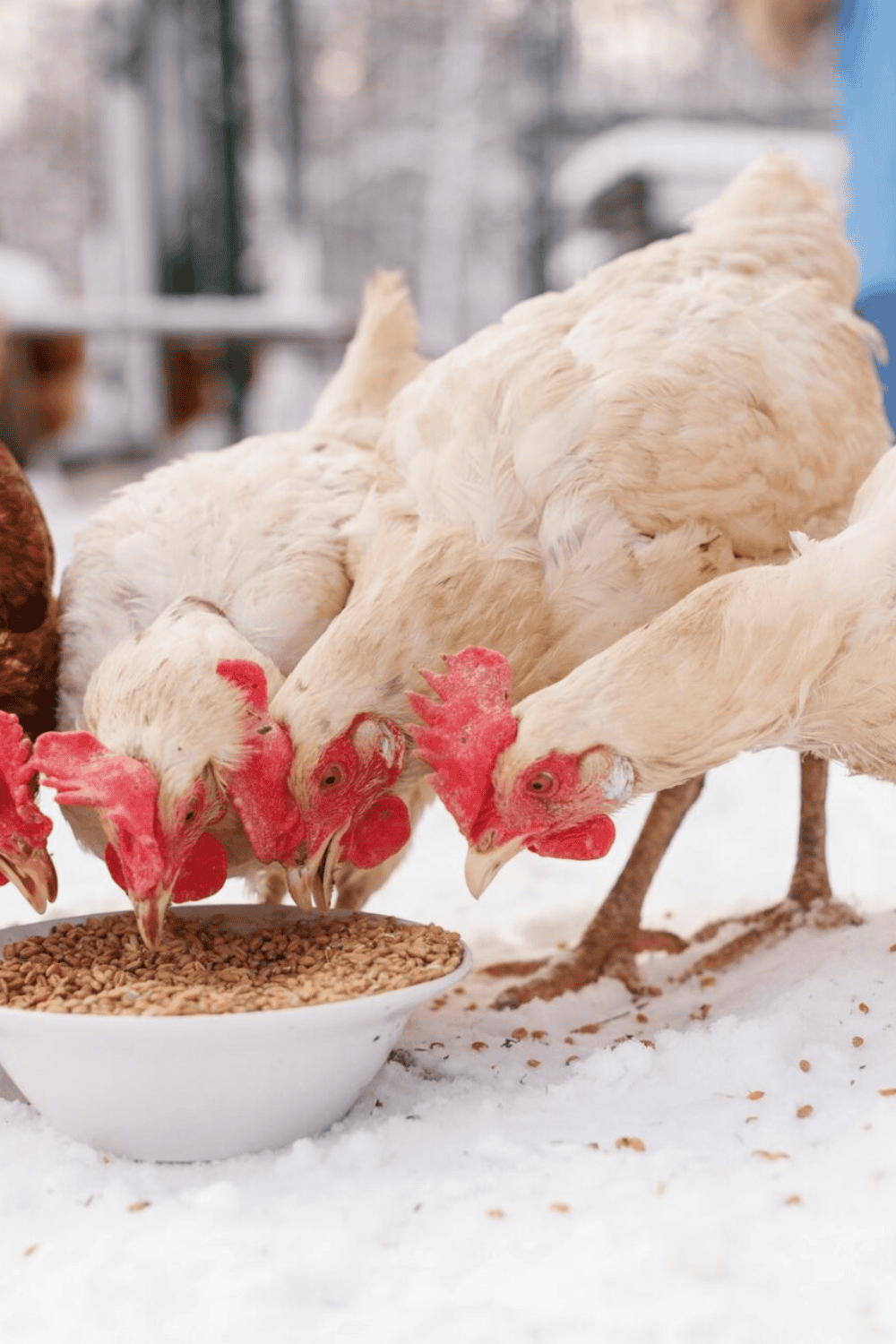 Feeding your flock for winter