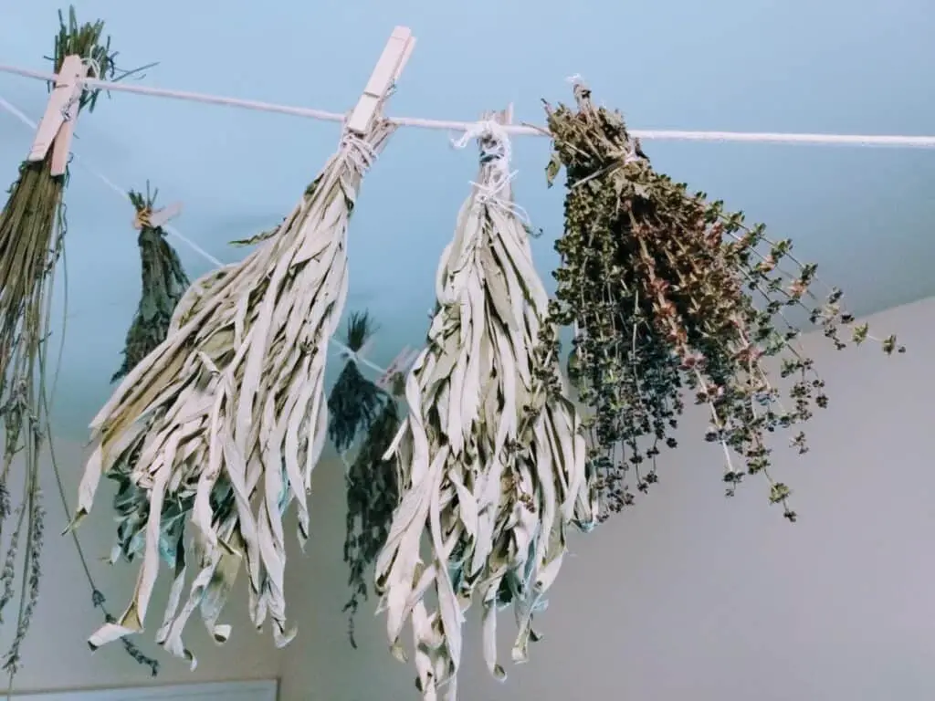 Unconventional Uses For Common Homesteading Tools: Making The Most Of What You Have 8 Herb clothesline closeup