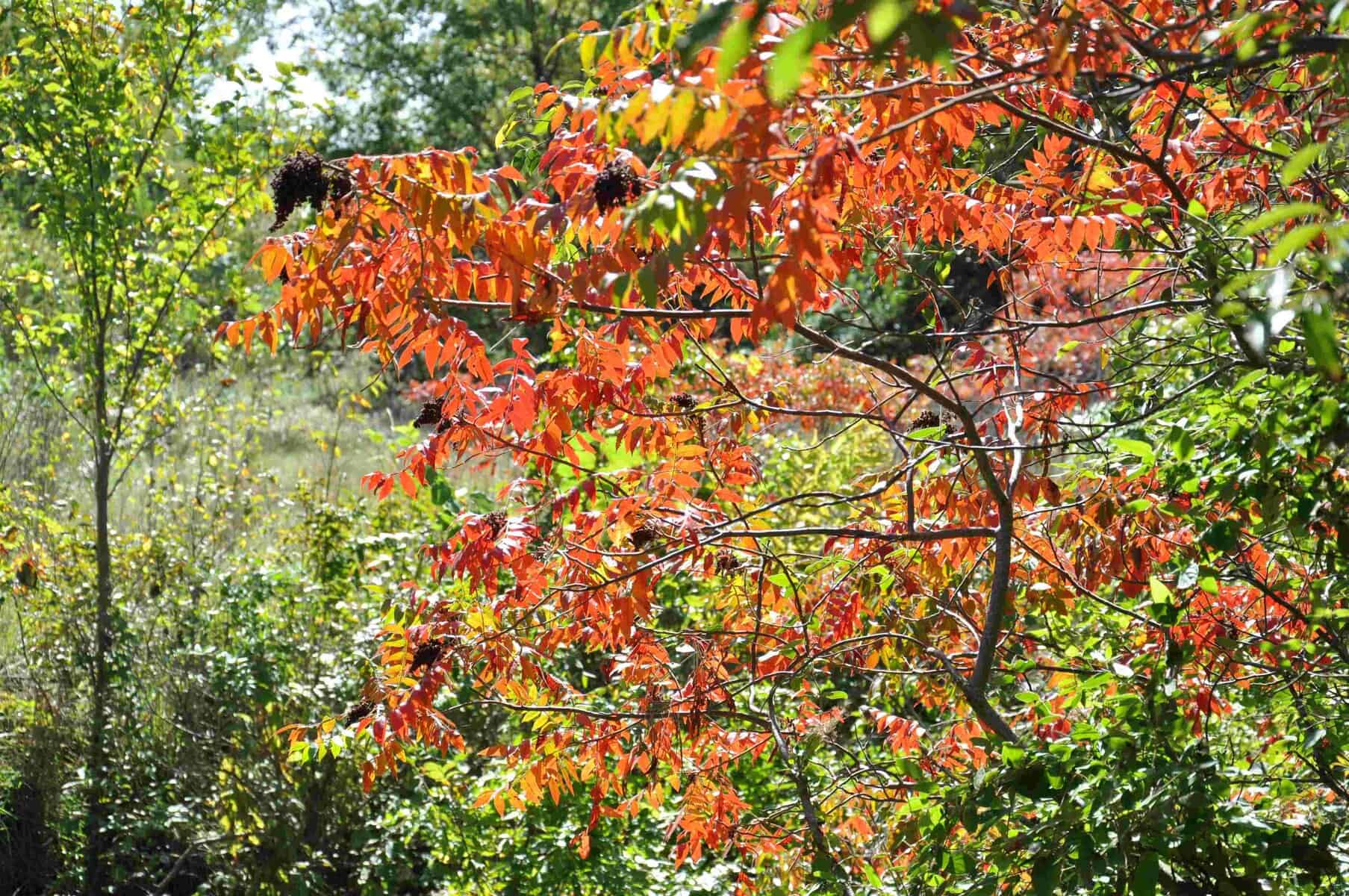 Sumac Showdown: Smooth, Winged, And What Sets Them Apart 5 Winged sumac