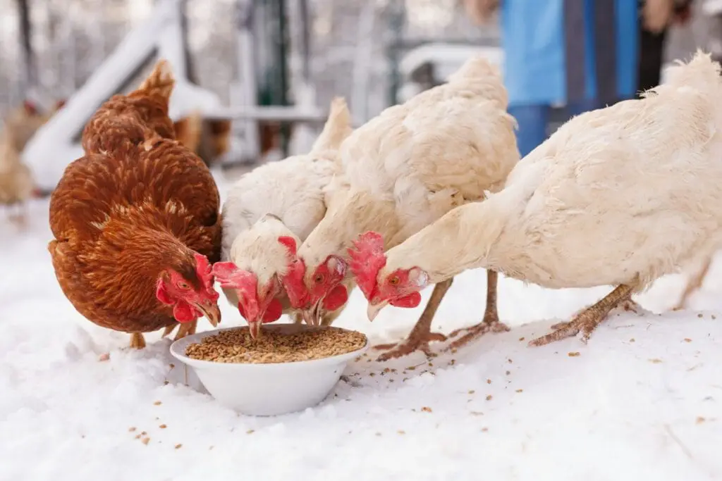 Chicken eats feed and grain at an eco-poultry farm in winter, free-range chicken farm