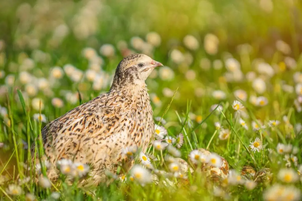 Homesteading In Small Spaces: Tips And Tricks 5 Quail bird in the grass. Copy space