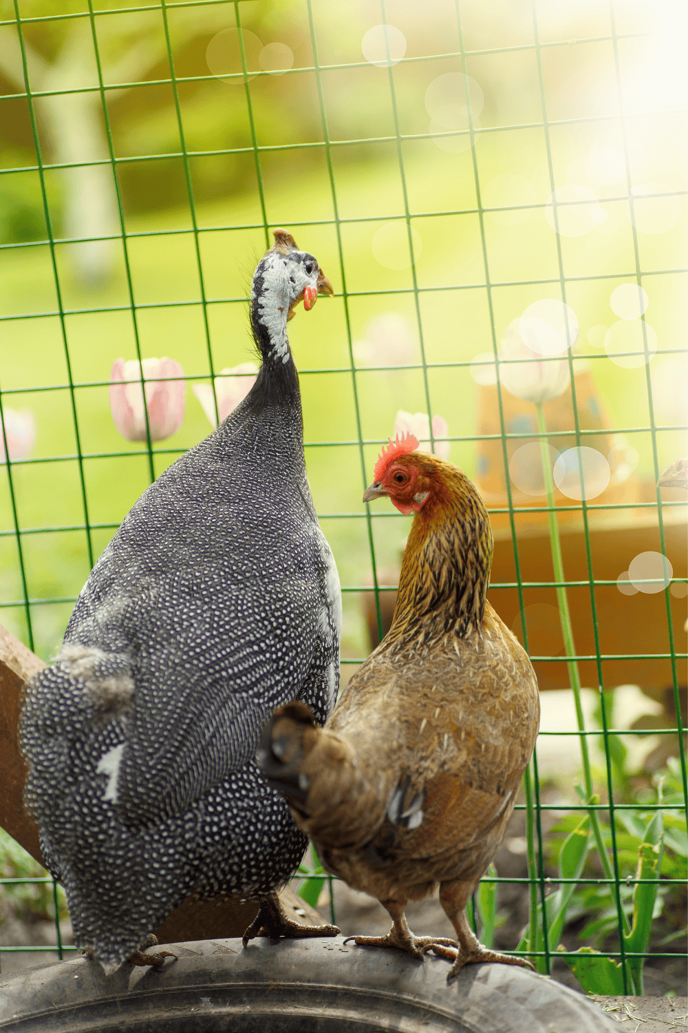 Can chickens and guineas live together