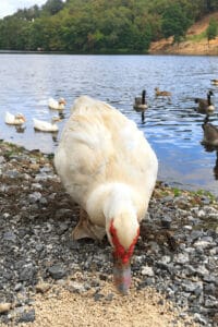 Duck feed: what to buy, what to skip, and how much