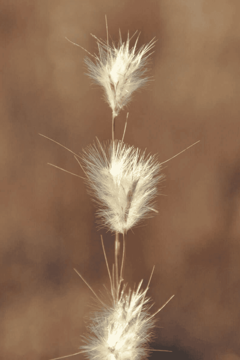 Prairie Grasses in Fall and Winter