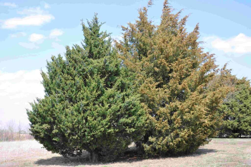 Eastern red cedar