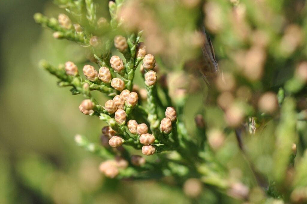 Eastern red cedar male