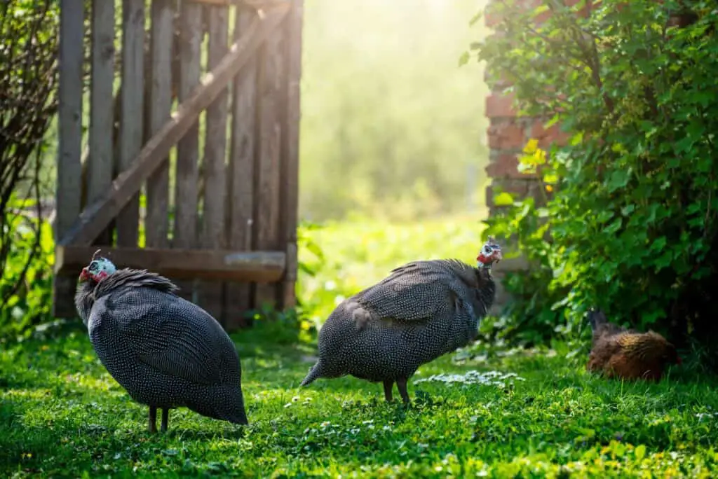 How Long Do Guineas Live? 3 Guinea fowl grazing on green backyard grass