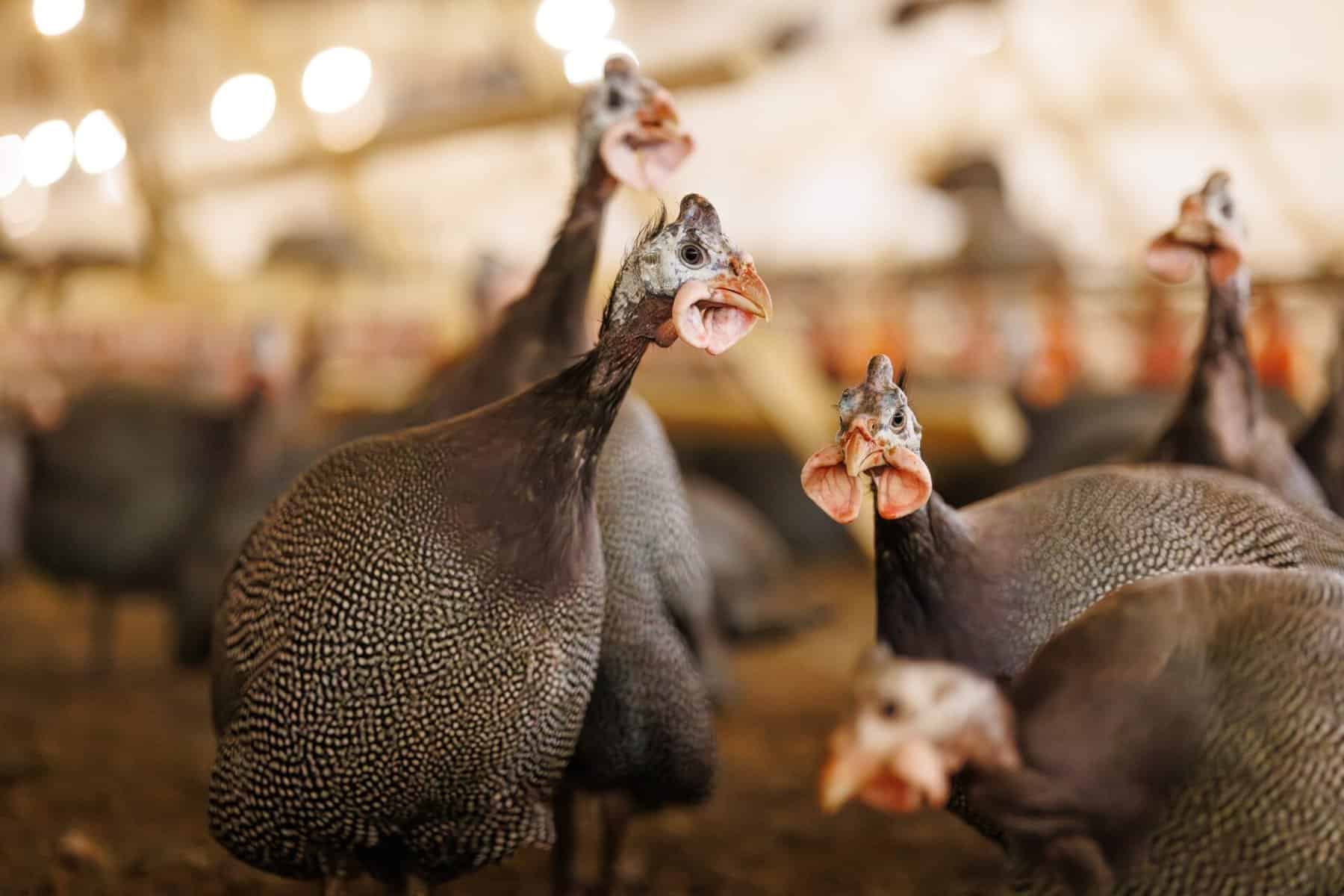 Guinea fowl in poultry farm setting, selective focus