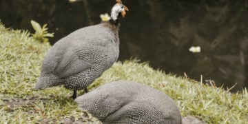 How long do guineas live
