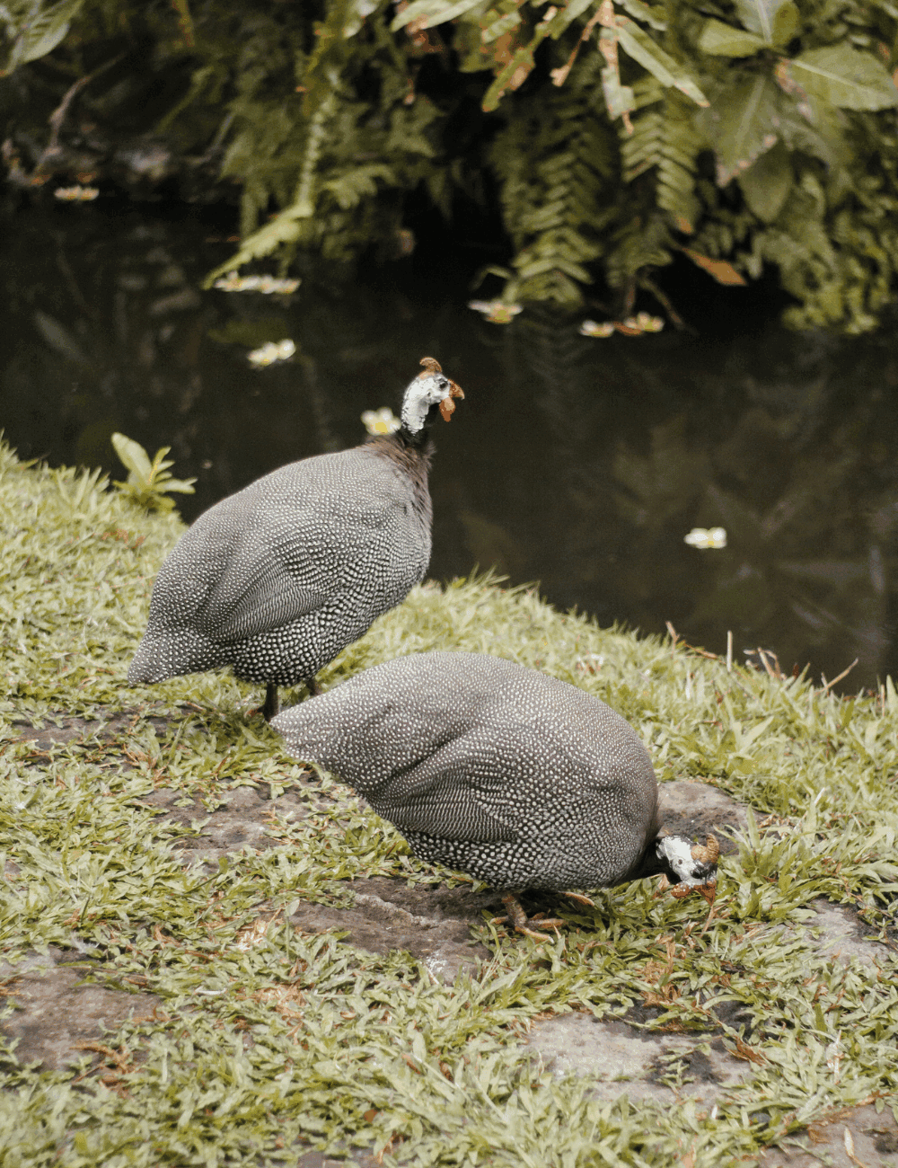 How long do guineas live
