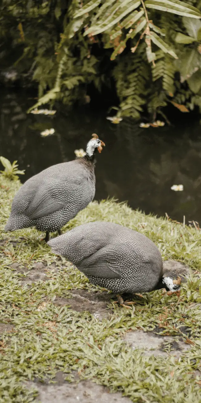 How long do guineas live