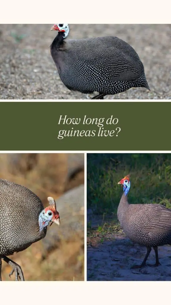 How Long Do Guineas Live? 4 How long do guineas live?