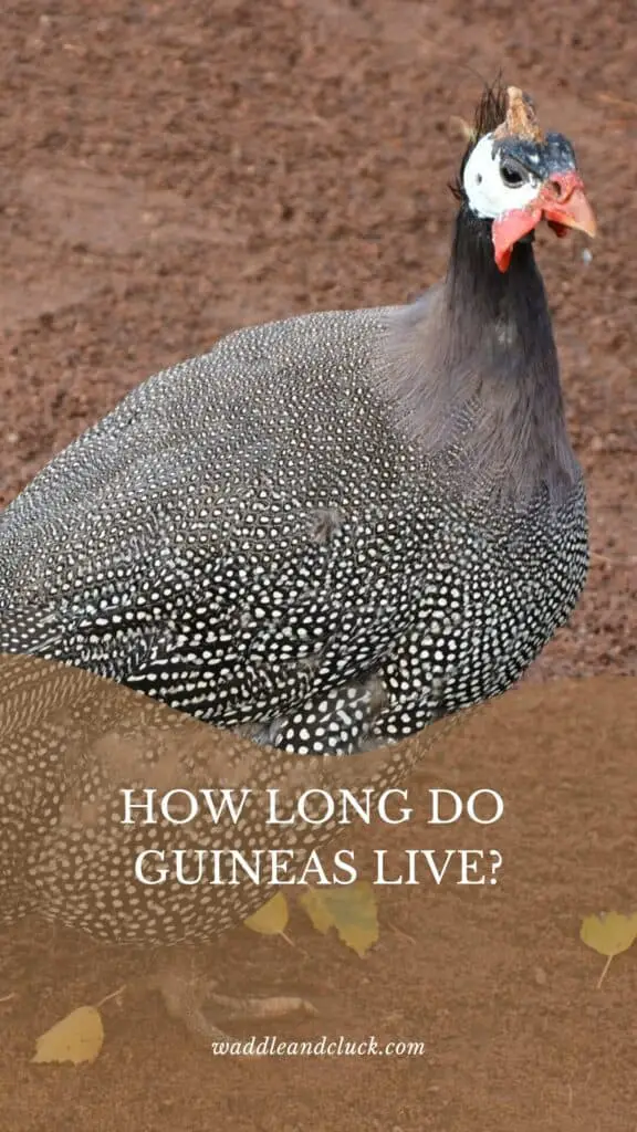 How Long Do Guineas Live? 1 How long do guineas live?