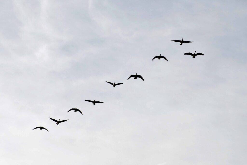 Why Do Geese Fly In A V Formation? The Science Behind This Amazing Migration Strategy 2 Canada geese