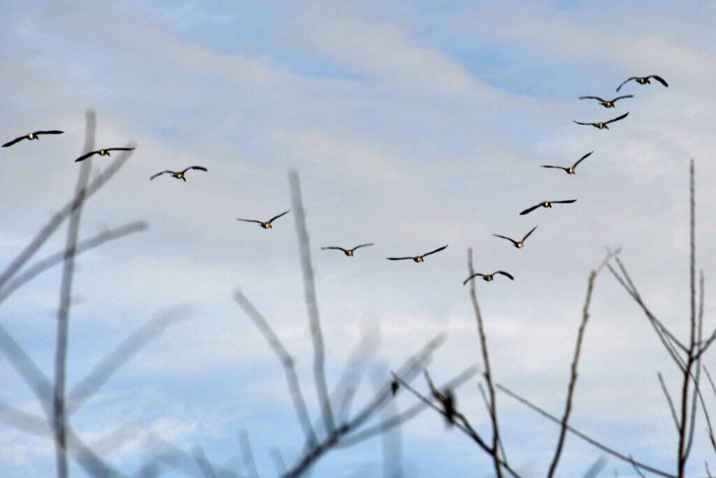 Why Do Geese Fly In A V Formation? The Science Behind This Amazing Migration Strategy 1 Canada geese why do geese fly in a v formation?