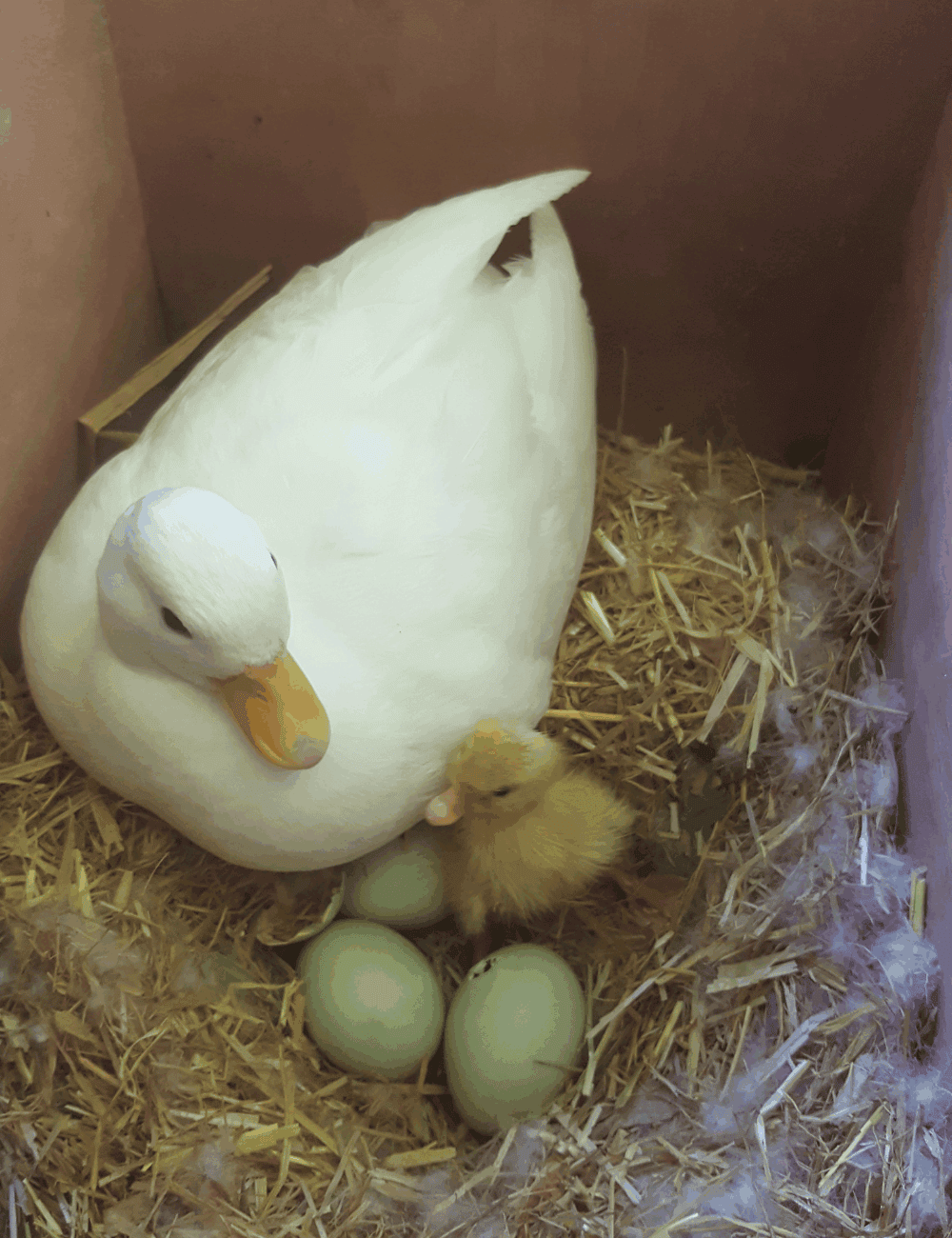 When do ducks start laying eggs