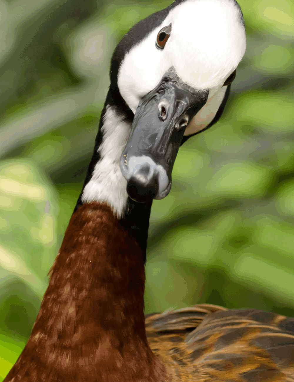 How long do ducks live