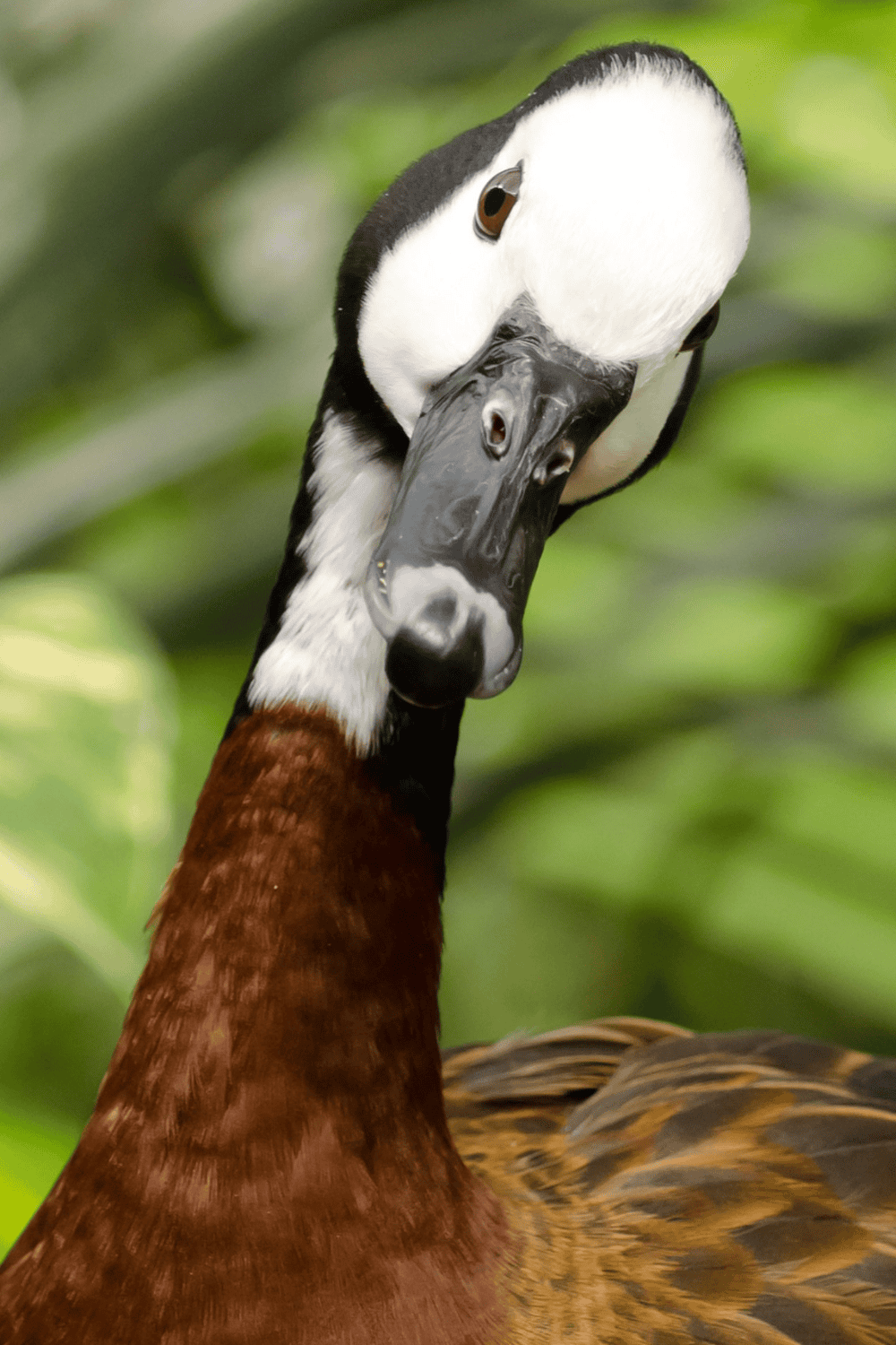 How long do ducks live