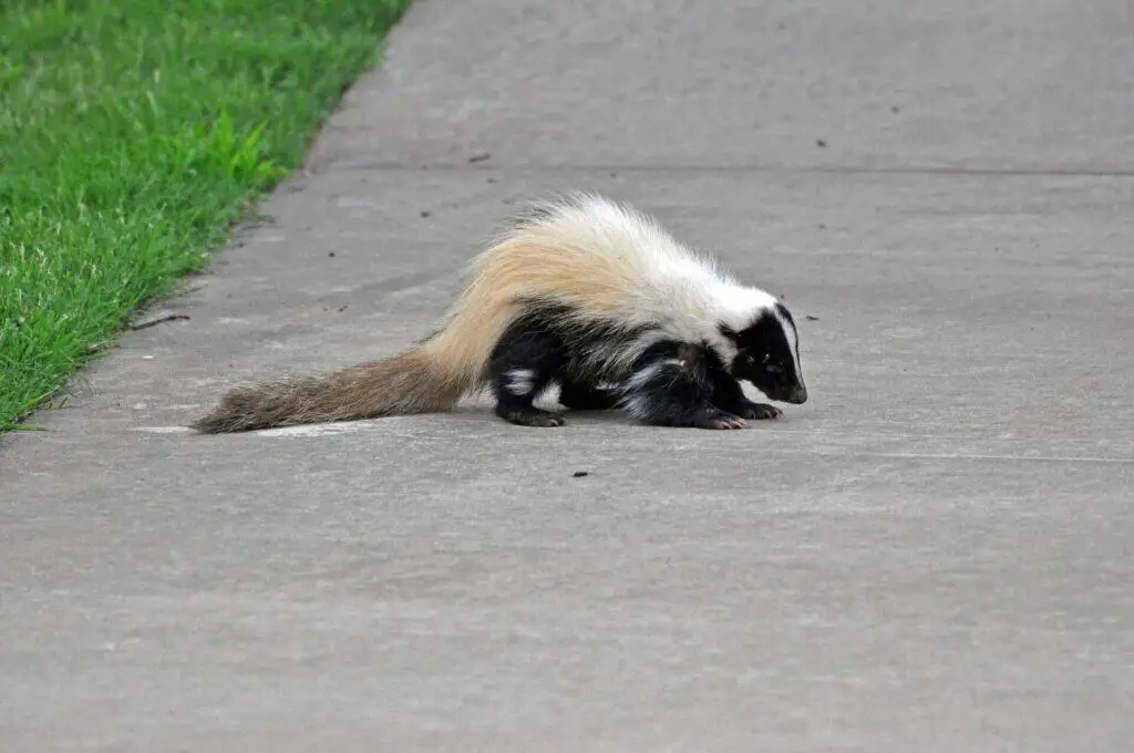 Skunks Of Oklahoma 1 Skunks of oklahoma