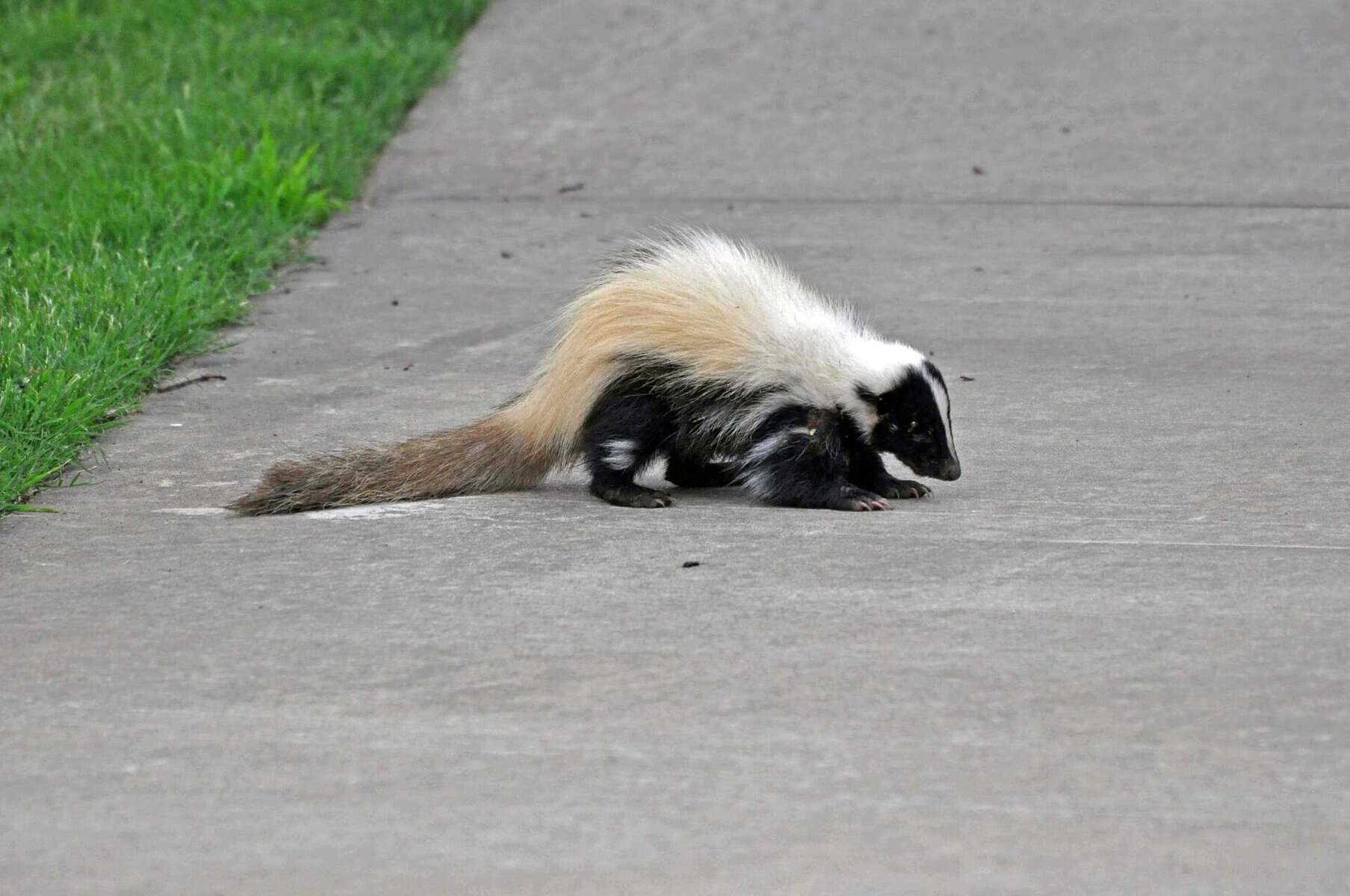 Skunk