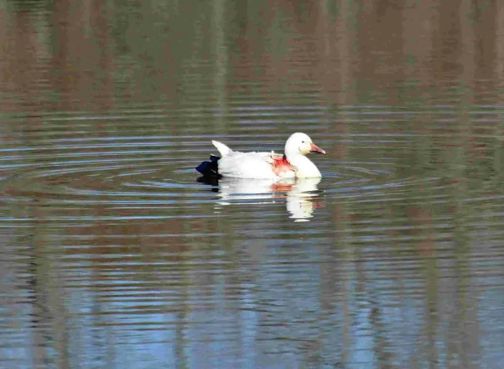 Why Do Geese Fly In A V Formation? The Science Behind This Amazing Migration Strategy 3 Snow goose