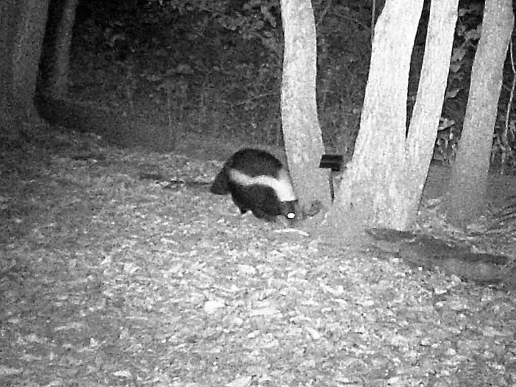 Skunks Of Oklahoma 2 Trail cam skunk d
