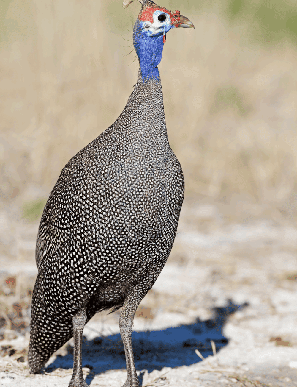 Do guinea fowl need a coop