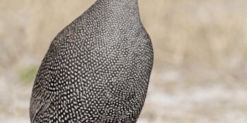 Do guinea fowl need a coop