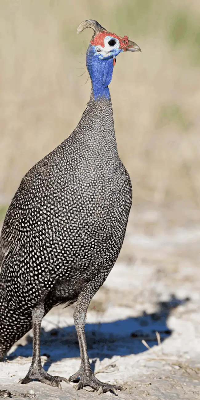 Do guinea fowl need a coop