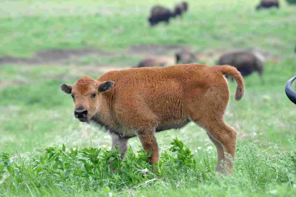 The Majestic American Bison Of The Tallgrass Prairie 3 American bison, tallgrass prairie preserve