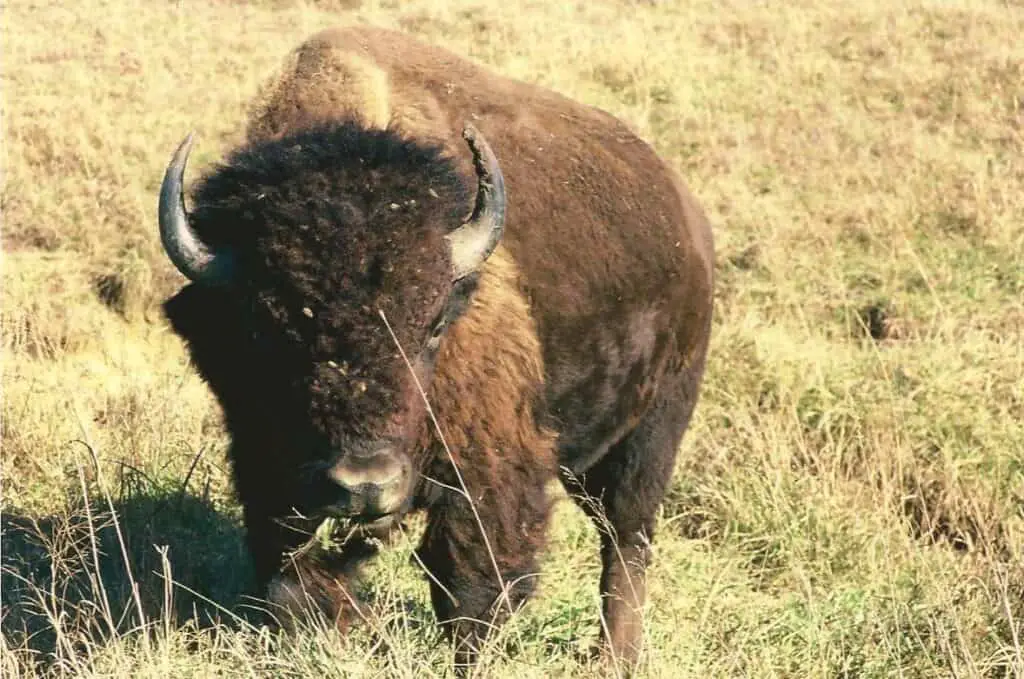 The Majestic American Bison Of The Tallgrass Prairie 2 American bison, tallgrass prairie preserve