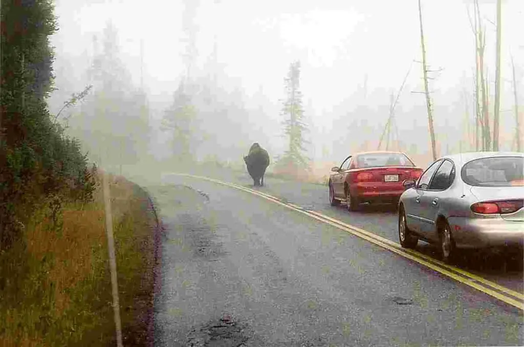 The Majestic American Bison Of The Tallgrass Prairie 1 American bison on roadway, yellowstone