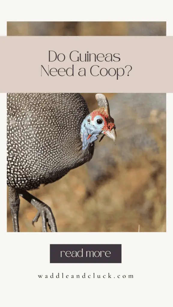 Do Guinea Fowl Need A Coop? Everything You Need To Know 1 Do guinea fowl need a coop