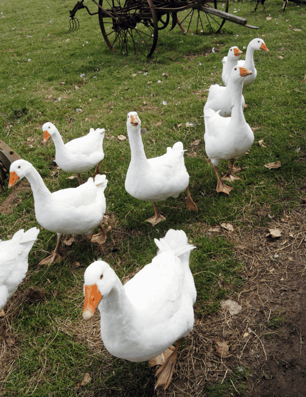 How long do geese live